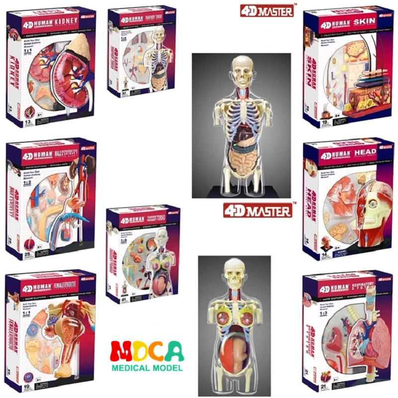 4D Science Assemble Blocks Human Body Zombie Skeleton Lung mkd3 Skin Torso Heart Anatomy Model Puzzle DIY Medical Science Toys
4D Science Assemble Blocks Human Body Zombie Skeleton Lung mkd3 Skin Torso Heart Anatomy Model Puzzle DIY Medical Science Toys