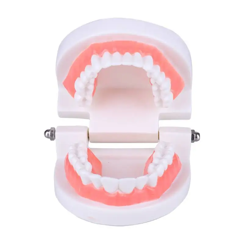 Professional White Adult Teeth Model Standard Tooth Care Dental Teaching Study Medical Educational Model Demonstration Tool
Professional White Adult Teeth Model Standard Tooth Care Dental Teaching Study Medical Educational Model Demonstration Tool