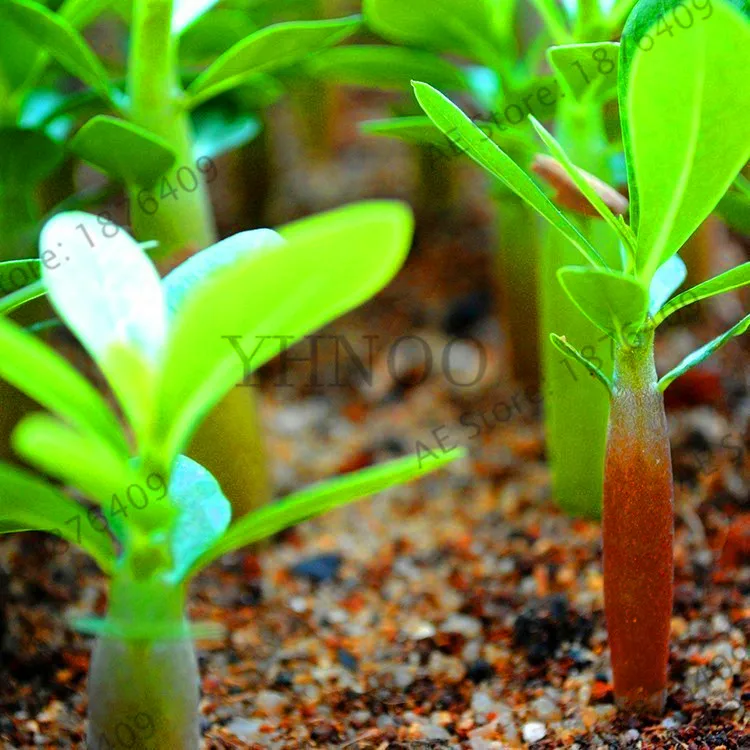Loss Promotion!100% true Desert Rose garden Ornamental Plants Balcony Bonsai Potted Flowers flores Adenium Obesum plantas - 1 Pa
Loss Promotion!100% true Desert Rose garden Ornamental Plants Balcony Bonsai Potted Flowers flores Adenium Obesum plantas - 1 Pa