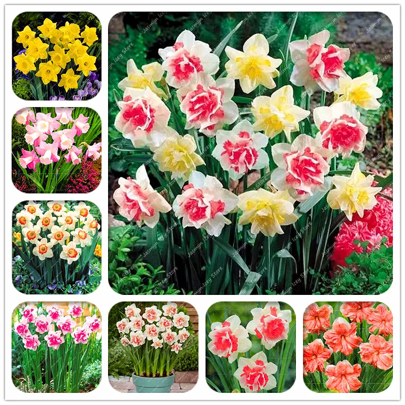 100Pcs Double Petals Narcissus Flower Bonsai Daffodil Flowers Bonsai Plants Absorption Radiation Potted DIY Home Garden Plant
100Pcs Double Petals Narcissus Flower Bonsai Daffodil Flowers Bonsai Plants Absorption Radiation Potted DIY Home Garden Plant