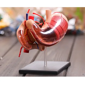 Stomach Anatomical Model Human Anatomy Model Solution Structure of New Three-dimensional Model Humans Skeleton Anatomical Model
Stomach Anatomical Model Human Anatomy Model Solution Structure of New Three-dimensional Model Humans Skeleton Anatomical Model