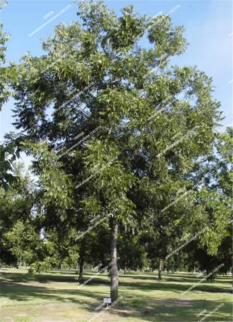 amling_Pecan_Tree_UGA_