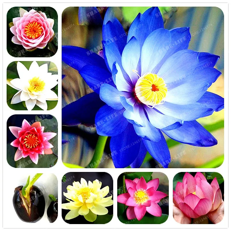 1pcs/bag Lotus Flower Lotus Bonsai Aquatic Plants Bowl Lotus Water Lily Bonsai Flower Perennial Plant For Home Garden
1pcs/bag Lotus Flower Lotus Bonsai Aquatic Plants Bowl Lotus Water Lily Bonsai Flower Perennial Plant For Home Garden
