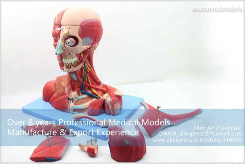 MUSCLE07 CMAM model Head and Neck with Vessels,Nerves and Brain