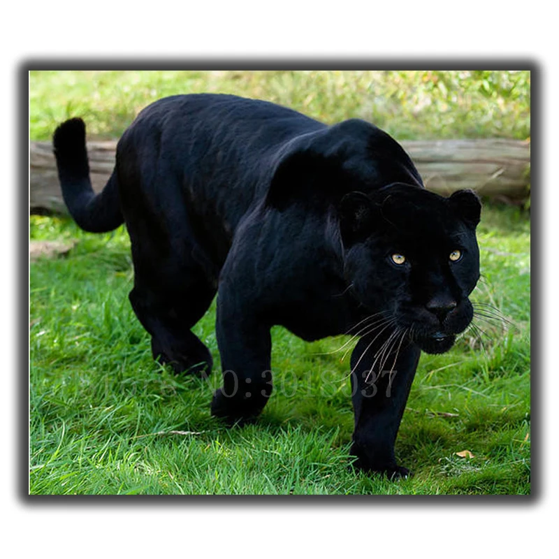 Diamond Mosaic Diy Diamond Embroidery Black Panther On The Grass Full Diamond Painting Cross Stitch Rhinestone Home Decorations
Diamond Mosaic Diy Diamond Embroidery Black Panther On The Grass Full Diamond Painting Cross Stitch Rhinestone Home Decorations