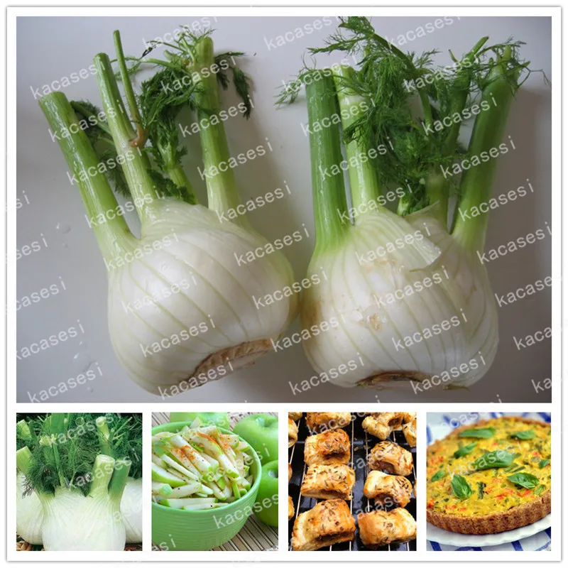 50pcs Fennel Foeniculum vulgare Perennial herb whole plant with a special Vegetable Chinese Plant for Garden
50pcs Fennel Foeniculum vulgare Perennial herb whole plant with a special Vegetable Chinese Plant for Garden