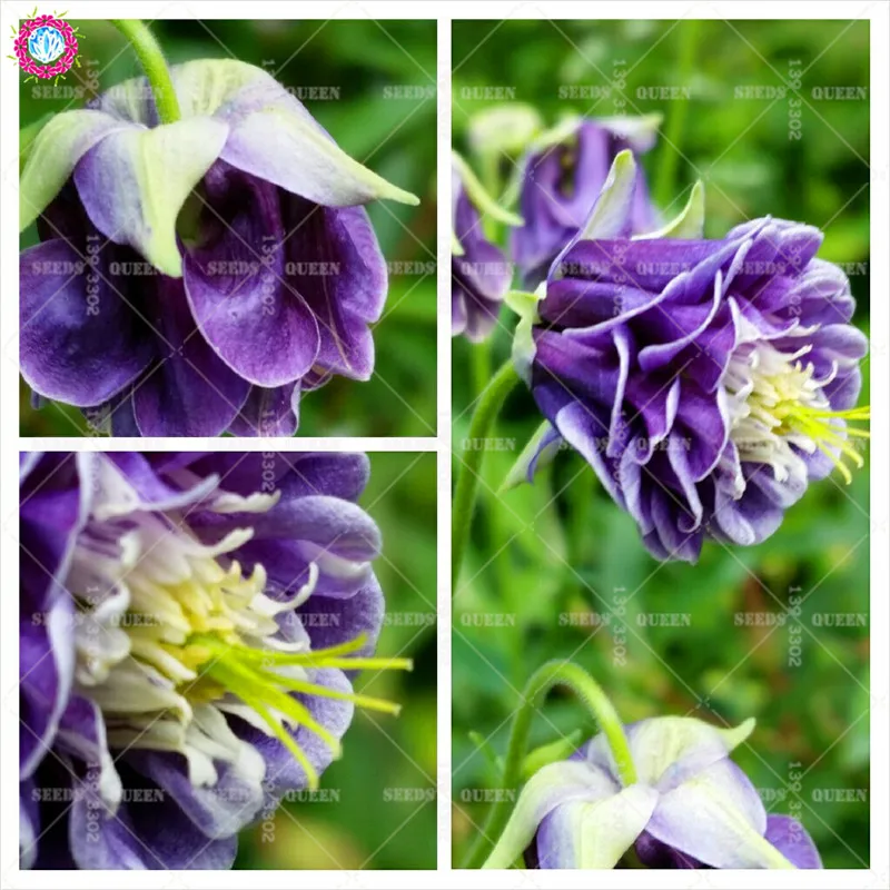 50pc Mixed Aquilegia Columbine Bonsai Flower Cold Resistant Hardy Flower Beautiful For DIY Home Garden Potted Plants
50pc Mixed Aquilegia Columbine Bonsai Flower Cold Resistant Hardy Flower Beautiful For DIY Home Garden Potted Plants