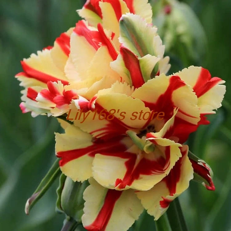 Rare Bonsai 200 pcs Bonsai Tulip (Not Tulip Bulbs) Rainbow High-Grade Tulip Flowers Bonsai Beautiful * Colorful
Rare Bonsai 200 pcs Bonsai Tulip (Not Tulip Bulbs) Rainbow High-Grade Tulip Flowers Bonsai Beautiful * Colorful