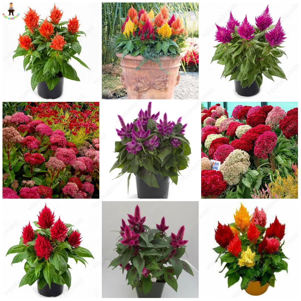 hot sale 300Pcs Flamingo Cockscomb Bonsai Flower plants Celosia Cristata Potted Planting For Diy Home & Garden decoration
hot sale 300Pcs Flamingo Cockscomb Bonsai Flower plants Celosia Cristata Potted Planting For Diy Home & Garden decoration