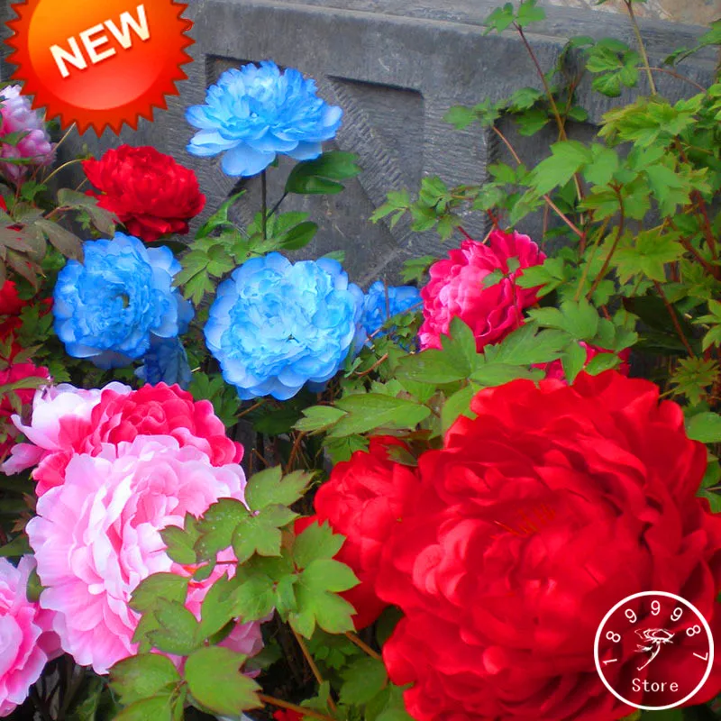Loss Promotion!25 Color Selectable Authentic Chinese Peony Flower Plants Potted Flowers Bonsai Plant Peony Garden 10 Pcs/Pack,#
Loss Promotion!25 Color Selectable Authentic Chinese Peony Flower Plants Potted Flowers Bonsai Plant Peony Garden 10 Pcs/Pack,#