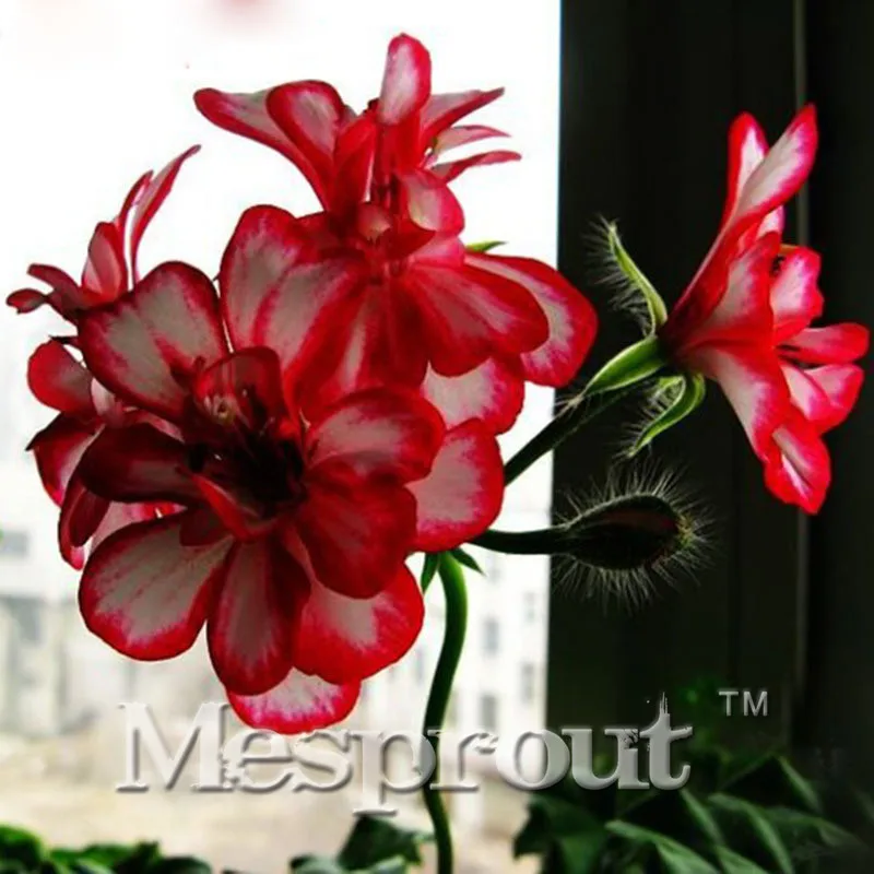 Promotion! 20 Pieces White & Red Edge Geranium Bonsai Perennial Flower Bonsai Pelargonium Peltatum Flowers for Rooms ME#1647
Promotion! 20 Pieces White & Red Edge Geranium Bonsai Perennial Flower Bonsai Pelargonium Peltatum Flowers for Rooms ME#1647