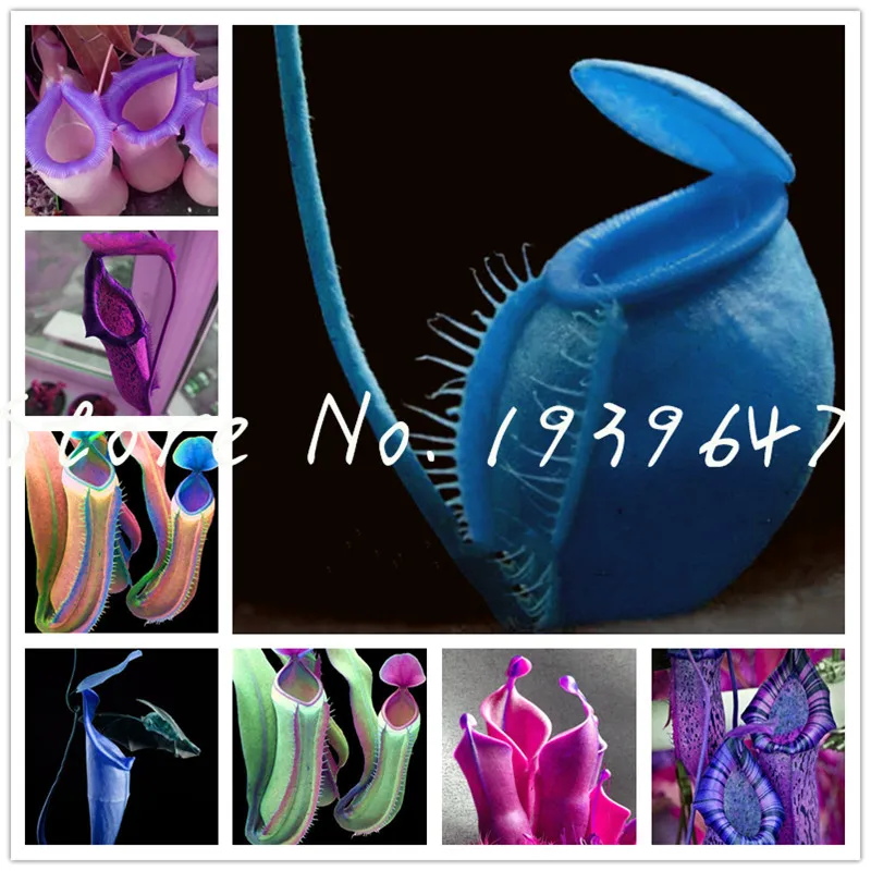 200 pcs Rare Exotic Nepenthes Bonsai, Eating Mosquito Carnivorous Plants,Tropical Pitcher Rare Insect Catching Succulent Garden
200 pcs Rare Exotic Nepenthes Bonsai, Eating Mosquito Carnivorous Plants,Tropical Pitcher Rare Insect Catching Succulent Garden