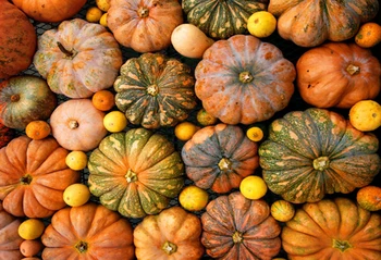 2016 New Arrival Horizontal Halloween Photography Backdrops Pumpkin Photo Background For Newborn Portrait Party XT-4385
2016 New Arrival Horizontal Halloween Photography Backdrops Pumpkin Photo Background For Newborn Portrait Party XT-4385