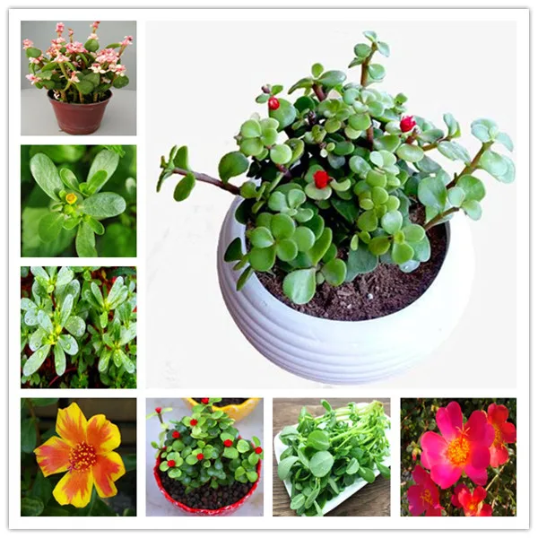 100 Pcs Mixed Color Moss-Rose Purslane Double Flower Bonsai For Planting (Portulaca Grandiflora)Heat Tolerant Easy Growing
100 Pcs Mixed Color Moss-Rose Purslane Double Flower Bonsai For Planting (Portulaca Grandiflora)Heat Tolerant Easy Growing