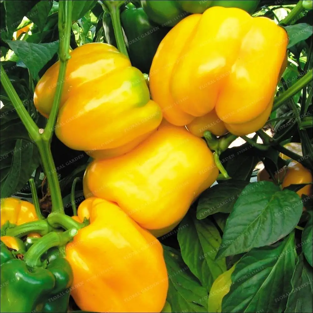 100% True Giant Chili Pepper Bonsai Home Garden Vegetable Garden Potted Plants Yellow Sweet Pepper Bonsai Free Shipping 100 PCS
100% True Giant Chili Pepper Bonsai Home Garden Vegetable Garden Potted Plants Yellow Sweet Pepper Bonsai Free Shipping 100 PCS