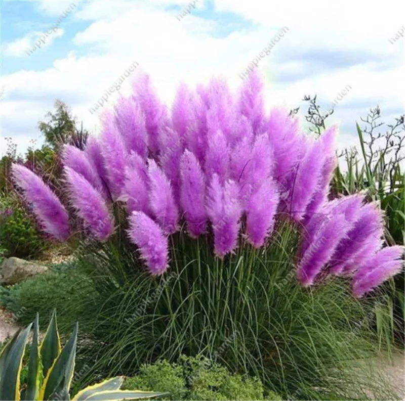 

Sales! 2000 pcs/bag Pampas garss, pampas grass plant,Ornamental Plant Flowers Cortaderia Selloana Grass for home garden Decor