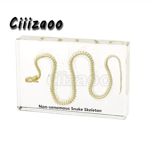 Non-venomous Snake Skeleton specimen animal paperweight Taxidermy Collection embedded In Clear Lucite Block Embedding Specimen
Non-venomous Snake Skeleton specimen animal paperweight Taxidermy Collection embedded In Clear Lucite Block Embedding Specimen