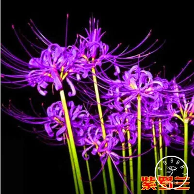 Best-Selling!Lycoris Bonsai Potted Plantas Lycoris Flower Flores Garden Plants Perennial Planting 50 Pcs/Lot,#1YVQ10
Best-Selling!Lycoris Bonsai Potted Plantas Lycoris Flower Flores Garden Plants Perennial Planting 50 Pcs/Lot,#1YVQ10