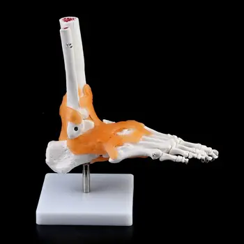 1pc 1: 1 Joint Model 21x8x25cm Human Model Joint Medical Anatomy Ankle Ligament Anatomically Teaching Resource Tool
1pc 1: 1 Joint Model 21x8x25cm Human Model Joint Medical Anatomy Ankle Ligament Anatomically Teaching Resource Tool