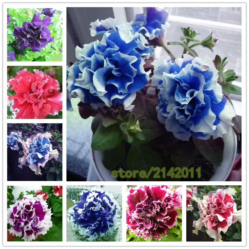 100 pcs/bag blue petunia plants,flowers petunia,beautiful bonsai flower Natural growth petunia plant pot for home garden
100 pcs/bag blue petunia plants,flowers petunia,beautiful bonsai flower Natural growth petunia plant pot for home garden