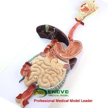 Digestive system gastrointestinal anatomical model gastrointestinal digestive system
Digestive system gastrointestinal anatomical model gastrointestinal digestive system