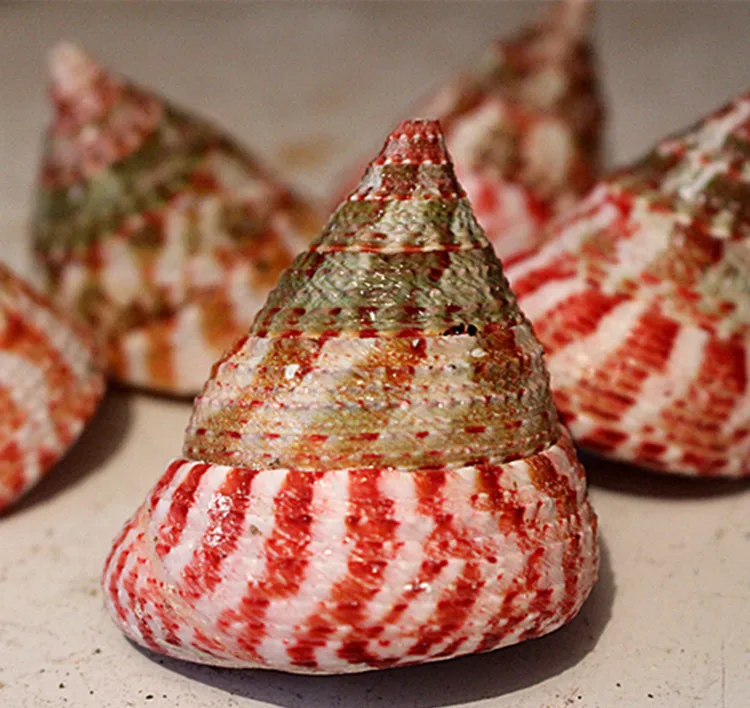 10PCS/Lot 3-5CM Red Tower Screw Turritella Natural Conch Seashell Ornaments Home Wedding Decoration Great Gift
10PCS/Lot 3-5CM Red Tower Screw Turritella Natural Conch Seashell Ornaments Home Wedding Decoration Great Gift