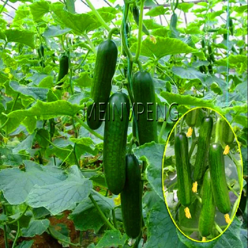 Lowest Price!50 pieces Rare Sweet Taste Mini Cucumber plant of Perennial organic Bonsai Flowers for Home Food Most Popular Veget
Lowest Price!50 pieces Rare Sweet Taste Mini Cucumber plant of Perennial organic Bonsai Flowers for Home Food Most Popular Veget