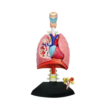 41 Piece Assembled Model of Human Lung Anatomy Medical Use Medical Teaching Supplies Anatomy Biological Respiratory System Model
41 Piece Assembled Model of Human Lung Anatomy Medical Use Medical Teaching Supplies Anatomy Biological Respiratory System Model