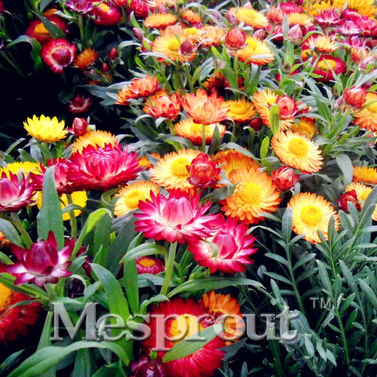 100PCS Golden Everlasting Strawflower,Helichrysum Monstrosum Bonsai Beautiful Flower Bonsai Plant DIY Home Garden Free Shipping
100PCS Golden Everlasting Strawflower,Helichrysum Monstrosum Bonsai Beautiful Flower Bonsai Plant DIY Home Garden Free Shipping