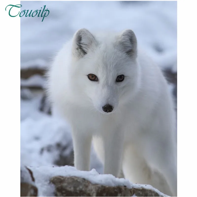 Touoilp Animals 5D Diy Diamond Painting Cross Stitch White fox Handmade Diamond Mosaic Kits Diamond Embroidery Rhinestones
Touoilp Animals 5D Diy Diamond Painting Cross Stitch White fox Handmade Diamond Mosaic Kits Diamond Embroidery Rhinestones