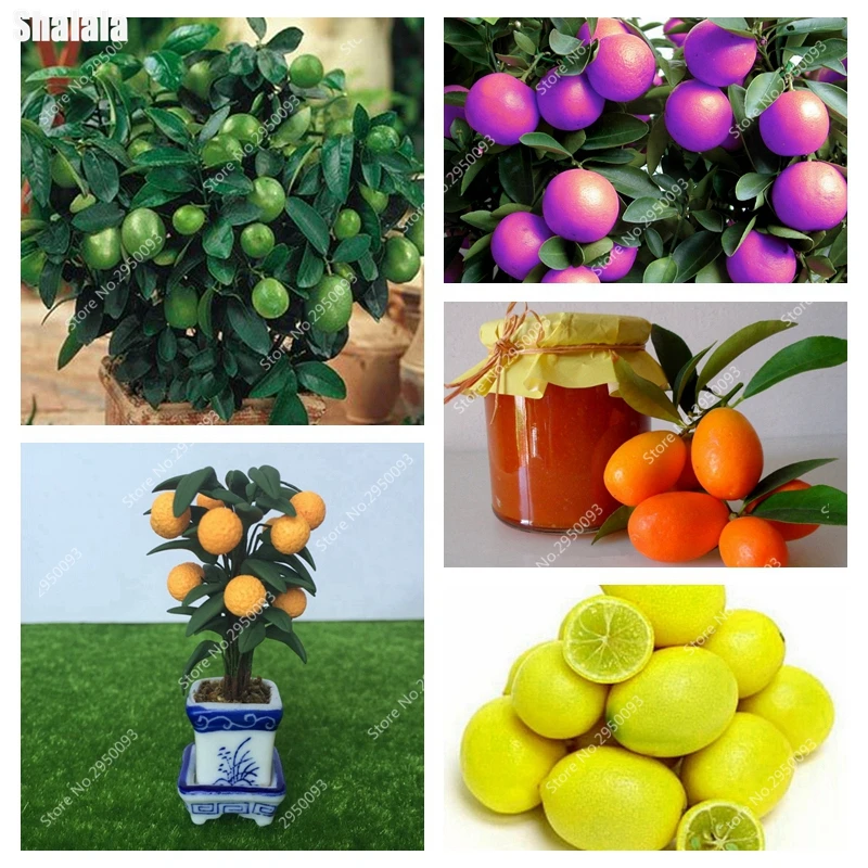 30 pcs/ bag Dwarf Kumquat Balcony Patio Bonsai Juicy Orange Fruit Tree Plant Outdoor Sweet Citrus Planta for Flower Pot Planter
30 pcs/ bag Dwarf Kumquat Balcony Patio Bonsai Juicy Orange Fruit Tree Plant Outdoor Sweet Citrus Planta for Flower Pot Planter