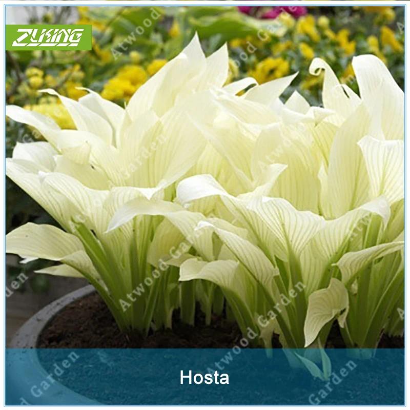 ZLKING 20pcs Hosta Plantaginea Flower Fire/Ice Shade White Lace Home Garden Ground Cover High Germination Rate Plant
ZLKING 20pcs Hosta Plantaginea Flower Fire/Ice Shade White Lace Home Garden Ground Cover High Germination Rate Plant