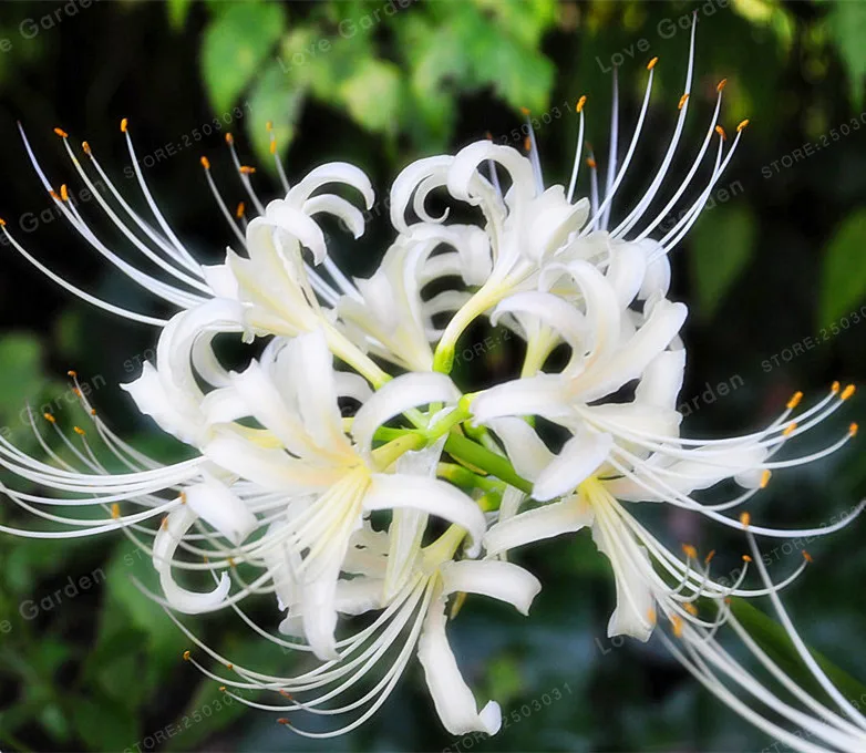 White Lycoris Bulbs True Lycoris Bulbs Bonsai Natural Growth Bonsai Plant DIY Home Garden-2 Bulbs
White Lycoris Bulbs True Lycoris Bulbs Bonsai Natural Growth Bonsai Plant DIY Home Garden-2 Bulbs