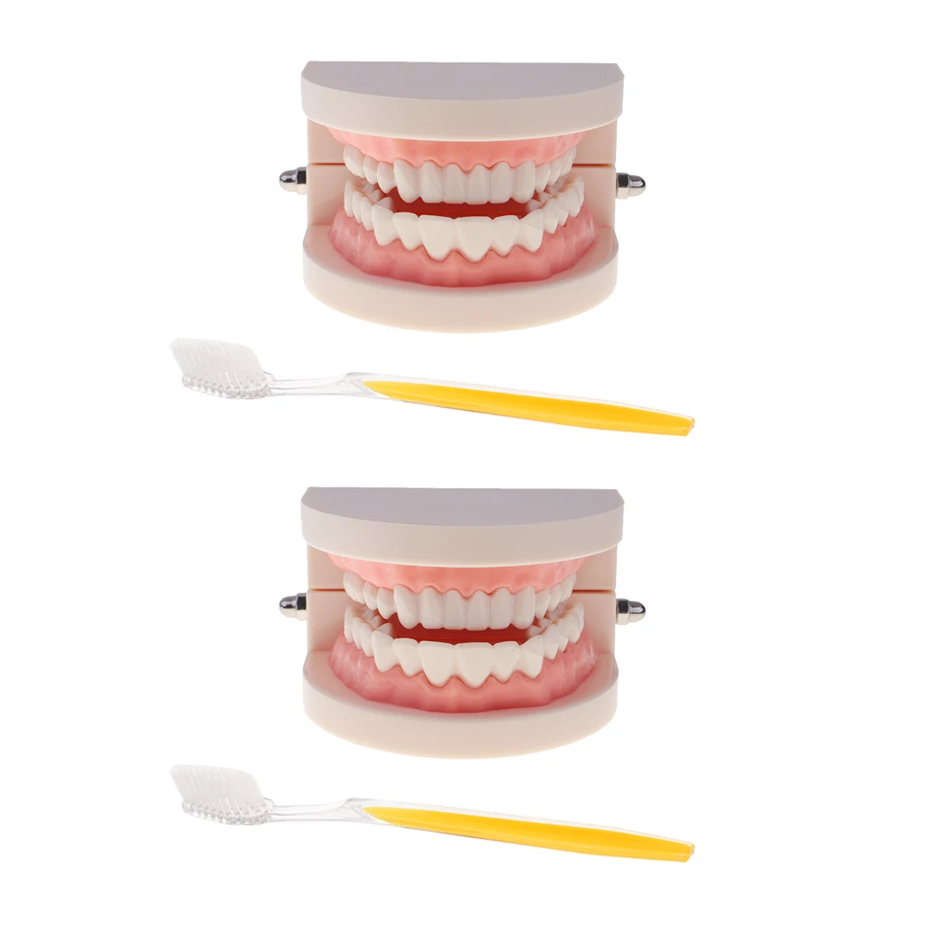 2 Sets 1:1 Human Mouth Teeth Model with Toothbrush School Teaching Learning Lab Ornament