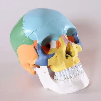 life size Human anatomy skull brain skeleton anatomical dental dentist lab anatomia model skin in trauma for bag refrigerator
life size Human anatomy skull brain skeleton anatomical dental dentist lab anatomia model skin in trauma for bag refrigerator