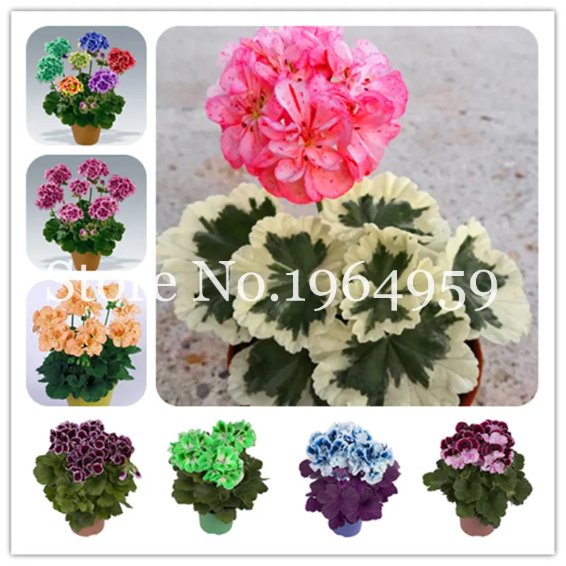 50 Pcs Bonsai Geranium,Garden Flowers Perennial Fleur Graine Geranium,Mixed Pelargonium Peltatum, Indoor Plants Geraniums Flower
50 Pcs Bonsai Geranium,Garden Flowers Perennial Fleur Graine Geranium,Mixed Pelargonium Peltatum, Indoor Plants Geraniums Flower