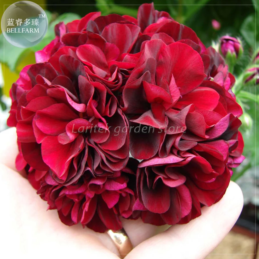 BELLFARM Geranium 