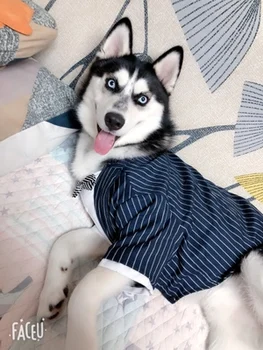 Dog clothes Striped style bow tie and suit trousers Golden Retriever Husky big dog summer large dog gentleman suit, all seasons
Dog clothes Striped style bow tie and suit trousers Golden Retriever Husky big dog summer large dog gentleman suit, all seasons