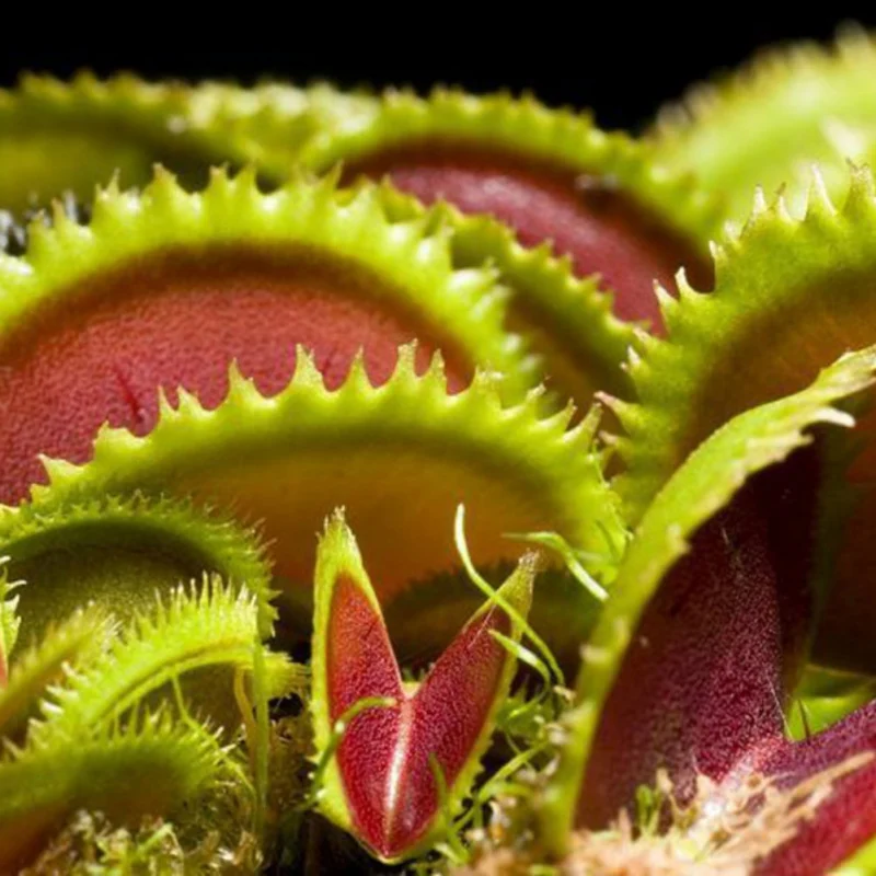 Insectivorous seed Garden Plant Seeds Bonsai Family Potted Giant Clip Venus Flytrap Seeds
Insectivorous seed Garden Plant Seeds Bonsai Family Potted Giant Clip Venus Flytrap Seeds
