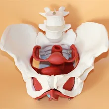 female pelvic structure model Female genital model of pelvis Bladder with two lumbar pelvic floor muscle model free shipping
female pelvic structure model Female genital model of pelvis Bladder with two lumbar pelvic floor muscle model free shipping