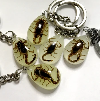 FREE SHIPPING YQTDMY 30 pcs Keychain fashion Scorpion insect Keychain Key Ring Specimens Collecting Trinket Promotion Gift,Nov
FREE SHIPPING YQTDMY 30 pcs Keychain fashion Scorpion insect Keychain Key Ring Specimens Collecting Trinket Promotion Gift,Nov
