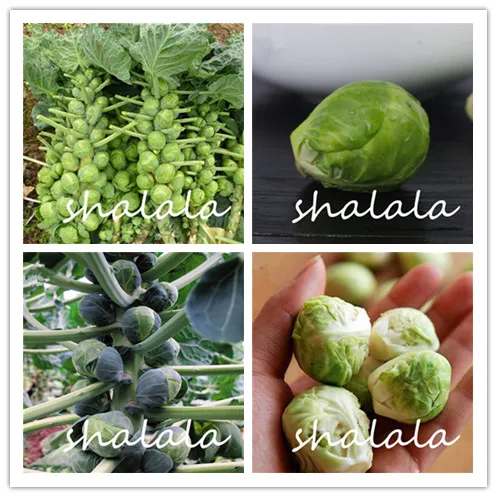 50pcs mini bonsai Brussels sprouts cabbage four seasons sowing garden balcony potted evergreen perennial vegetable
50pcs mini bonsai Brussels sprouts cabbage four seasons sowing garden balcony potted evergreen perennial vegetable