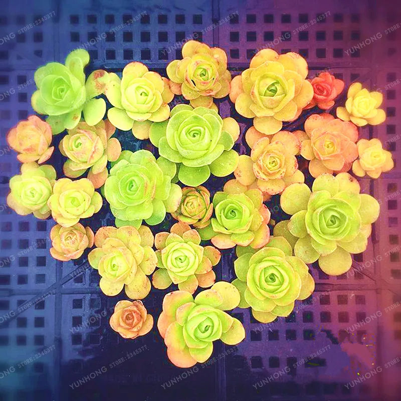 Mountain Rose Bonsai Rare Succulent Bonsai Flower Bonsai For Indoor Succulent Plants Green Rose Garden 100 Pcs
Mountain Rose Bonsai Rare Succulent Bonsai Flower Bonsai For Indoor Succulent Plants Green Rose Garden 100 Pcs