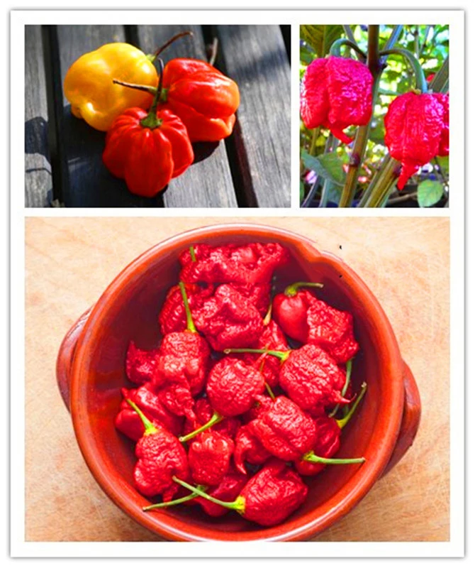 Genuine Fresh Rare 200 pcs Red "Carolina Reaper" Pepper bonsai (hot chilli ) Organic Vegetable
Genuine Fresh Rare 200 pcs Red "Carolina Reaper" Pepper bonsai (hot chilli ) Organic Vegetable