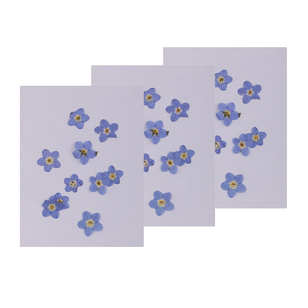 30x Natural Forget-me-not Real Pressed Dried Flowers For DIY Ornament Craft
30x Natural Forget-me-not Real Pressed Dried Flowers For DIY Ornament Craft