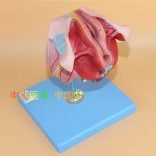 Female genital mutilation Structure Model Female pelvic 12*14*15cm free shipping
Female genital mutilation Structure Model Female pelvic 12*14*15cm free shipping