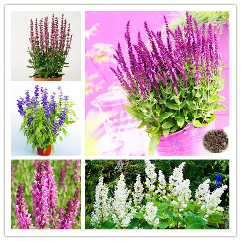 Hot Selling 100PCS/Pack Sage Bonsai, Chia Magic Bonsai Sage Perennial Balcony Flower Bonsai
Hot Selling 100PCS/Pack Sage Bonsai, Chia Magic Bonsai Sage Perennial Balcony Flower Bonsai