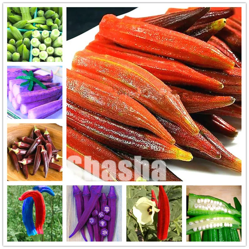 Hot Selling 100 Pcs/bag Okra bonsai DIY Home Garden Non-GMO Vegetable Bonsai Plant Rare Color Exotic plants Free Shipping
Hot Selling 100 Pcs/bag Okra bonsai DIY Home Garden Non-GMO Vegetable Bonsai Plant Rare Color Exotic plants Free Shipping