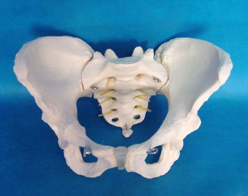 1:1 Natural Big Female Skeleton Model The Female Pelvis Model Humans Skeleton Life-Size Pelvis Lumbar Vertebrae Model Manikins
1:1 Natural Big Female Skeleton Model The Female Pelvis Model Humans Skeleton Life-Size Pelvis Lumbar Vertebrae Model Manikins