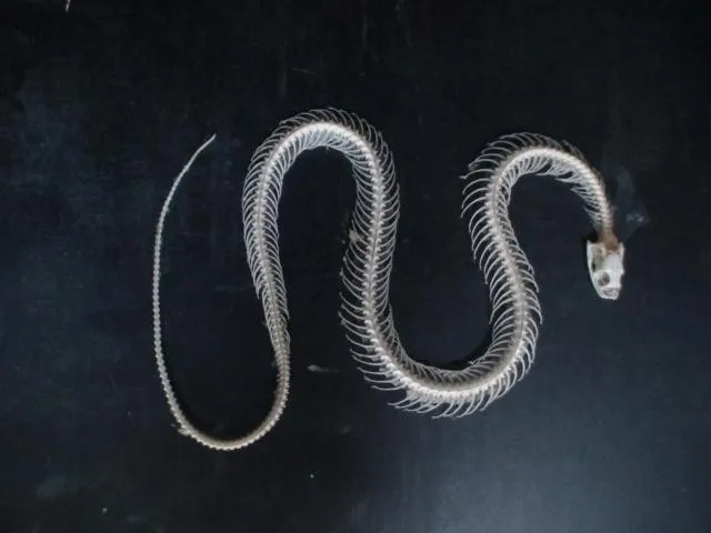 snake skeletal specimens snake skeleton model educational equipment teaching model
snake skeletal specimens snake skeleton model educational equipment teaching model